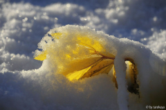 blätter neon im schnee