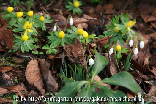 Frühling