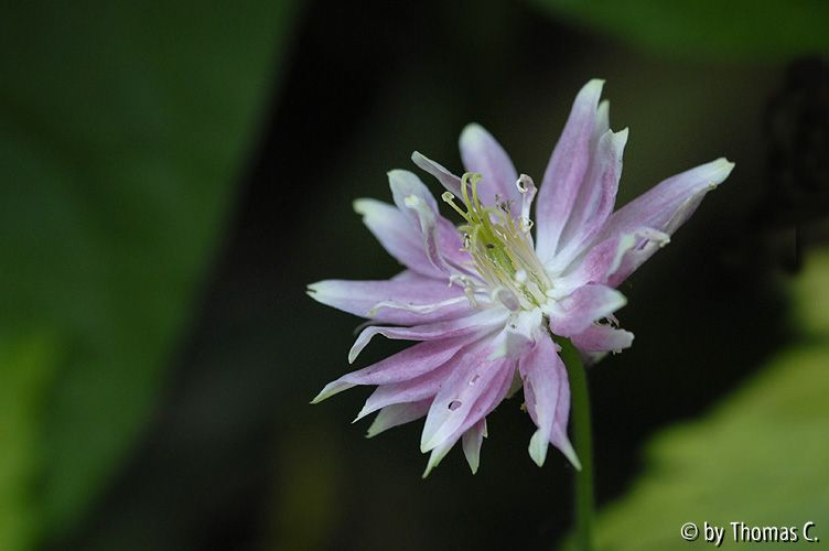 Akelei Pink Petticoat