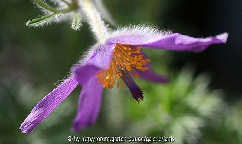 Pulsatilla2