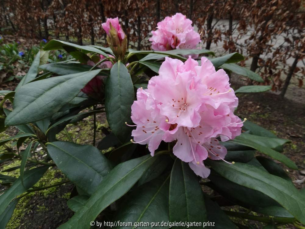 Rhododendron Christmas Cheer