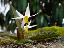 Erythronium caucasicum