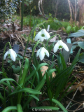 Galanthus nivalis Sämling