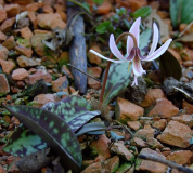 Erythronium dens-canis 'Axel'