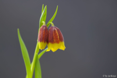 fritillaria michailovskyi2 3/14