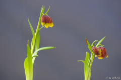 fritillaria michailovskyi 3/14