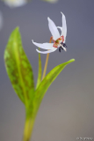 erythronium dens-canis 3/14