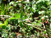 R. Multiflora im März