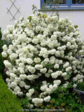 Viburnum-Eskimo_13-1.jpg