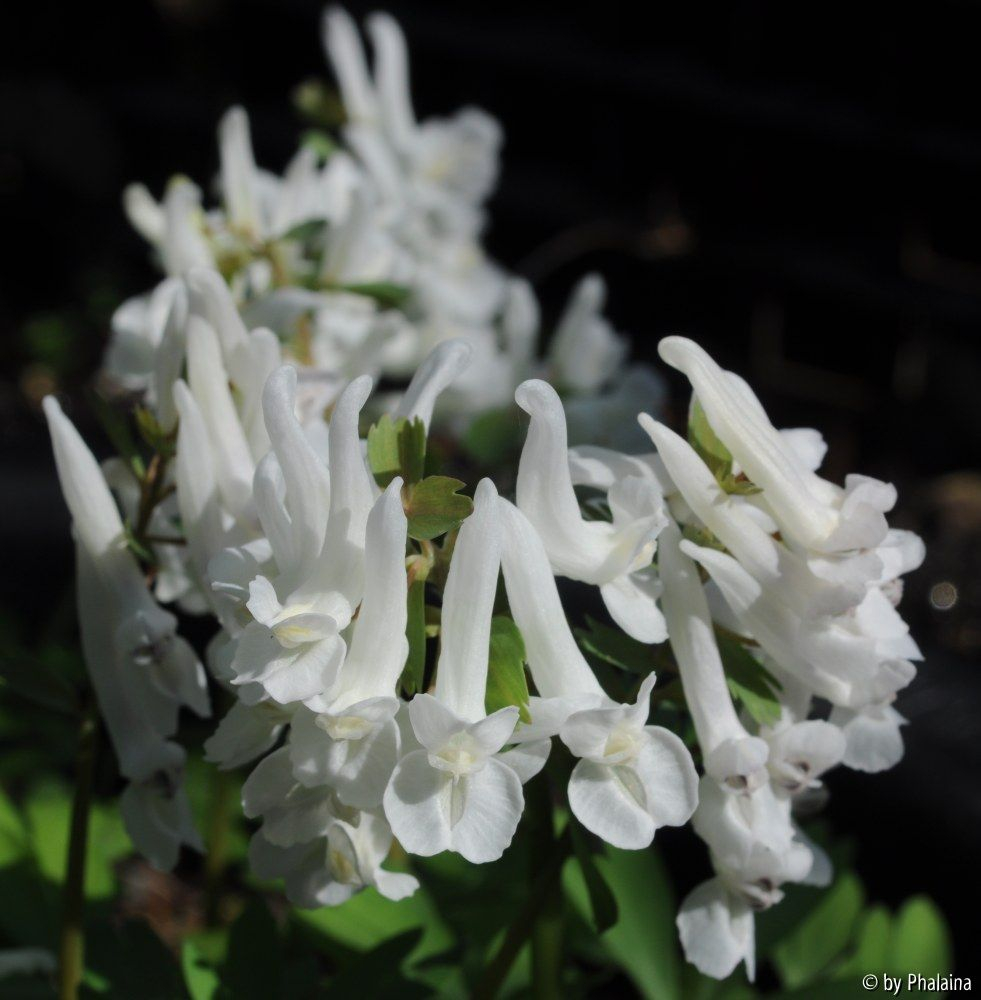 Corydalis solida White Swallow