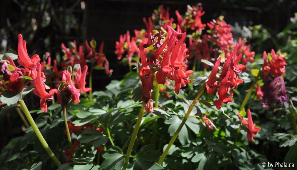 Corydalis solida Vuurvogel