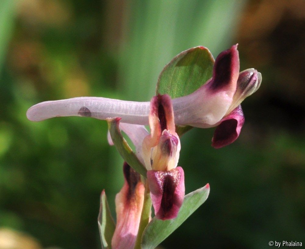 Corydalis popovii