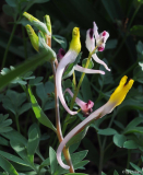 Corydalis nariniana & schanginii ainae