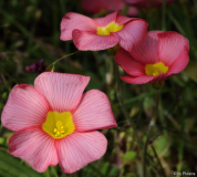 Oxalis obtusa