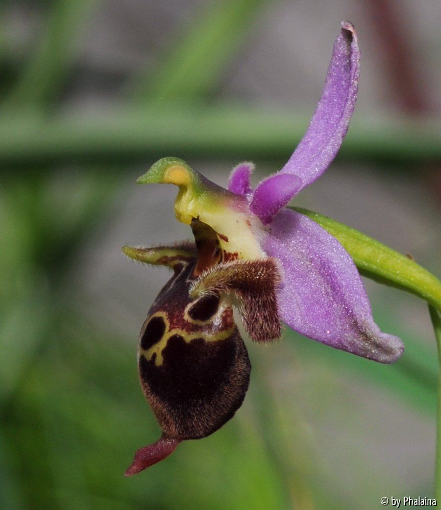 Ophrys heldreichii 2