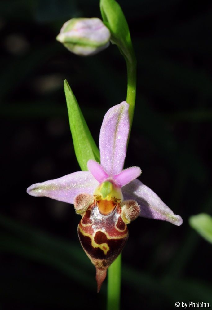 Ophrys heldreichii 1