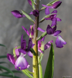 Anacamptis laxiflora