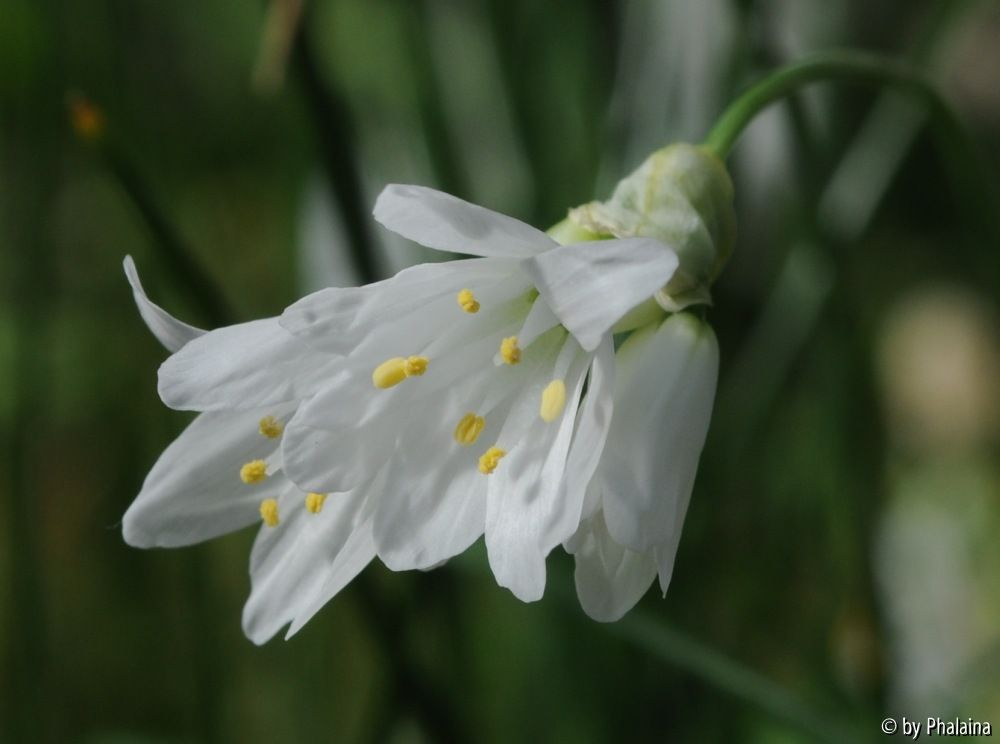 Allium zebdanense