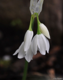 Allium paradoxum var. normale