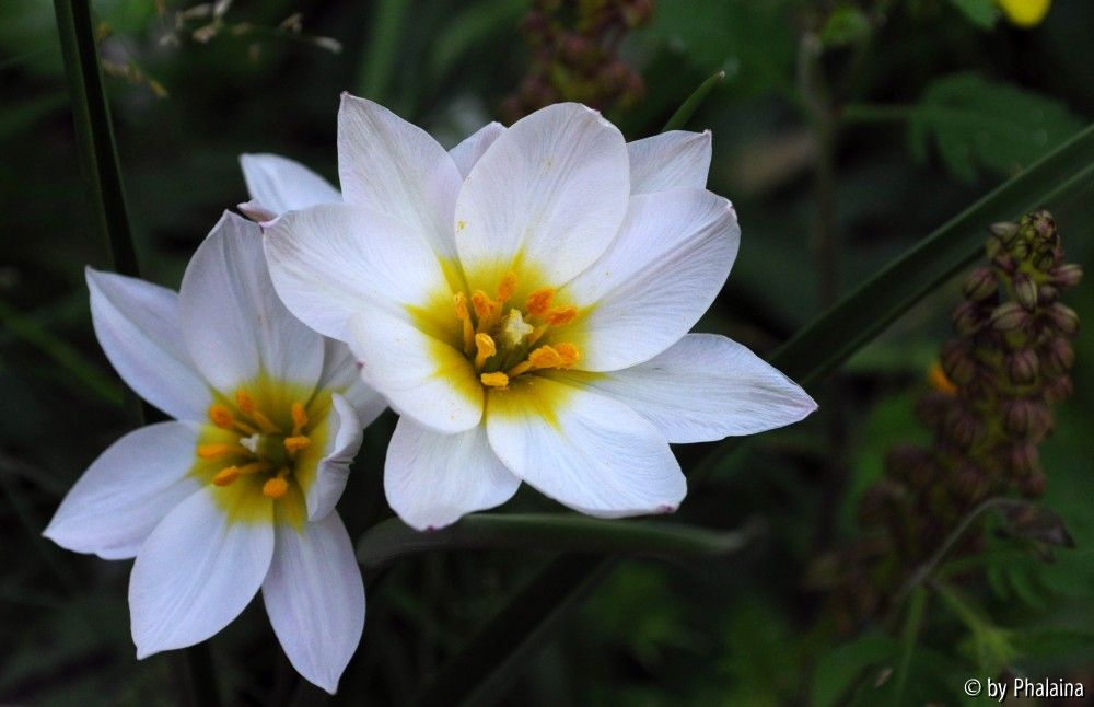 Tulipa cretica