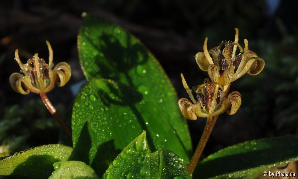 Scoliopus hallii