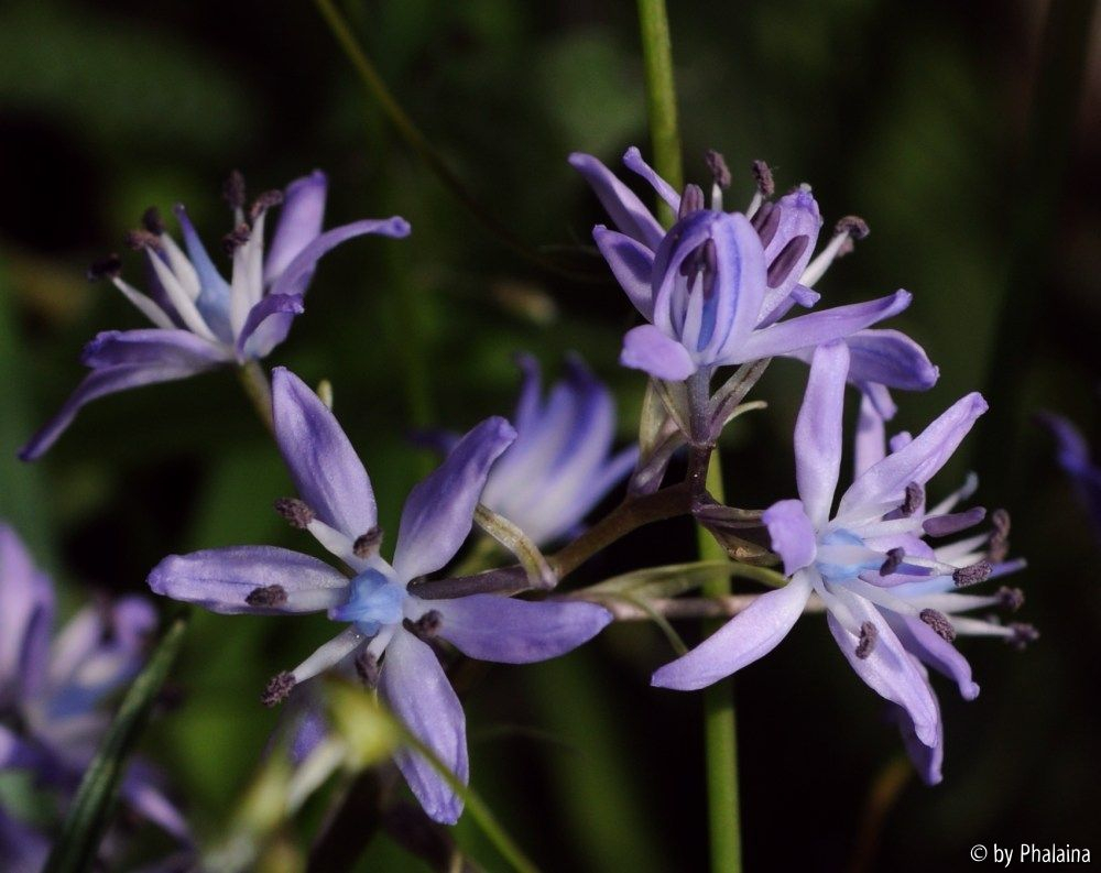 Scilla vicentina