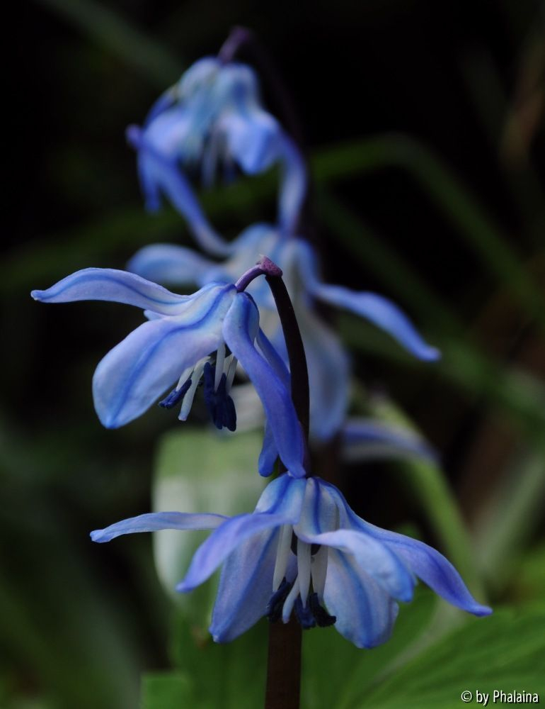 Scilla rosenii