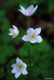 Isopyrum thalictroides