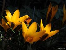 Crocus angustifolius