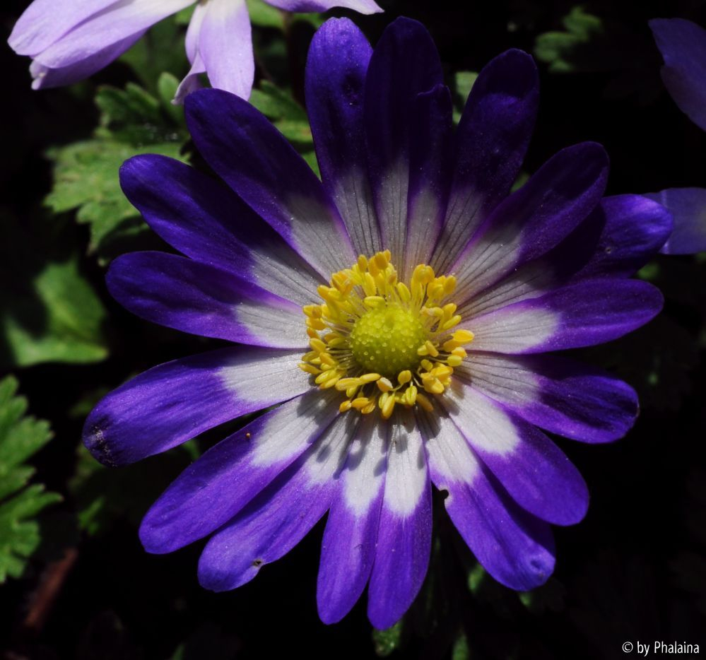 Anemone blanda 1