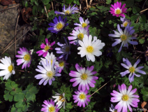 Anemone blanda Twinkeling Eyes