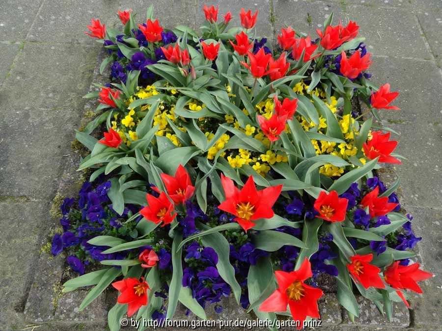 Tulipa With Violas March 2014