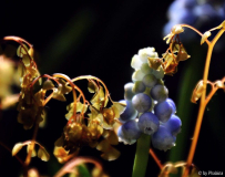 Muscari und Adiantum