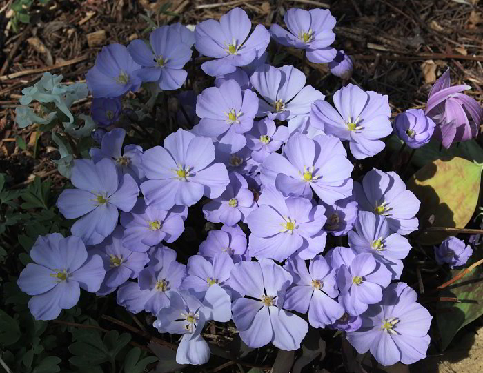 Jeffersonia dubia