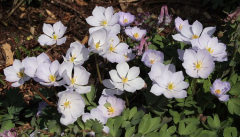 Jeffersonia dubia