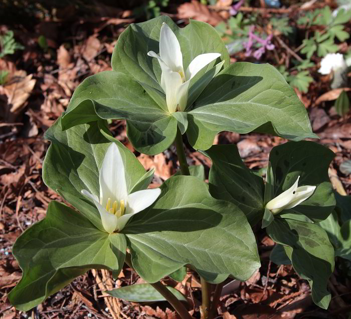 Trillium albidum