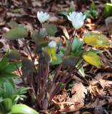 Jeffersonia diphylla