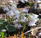 Soldanella montana