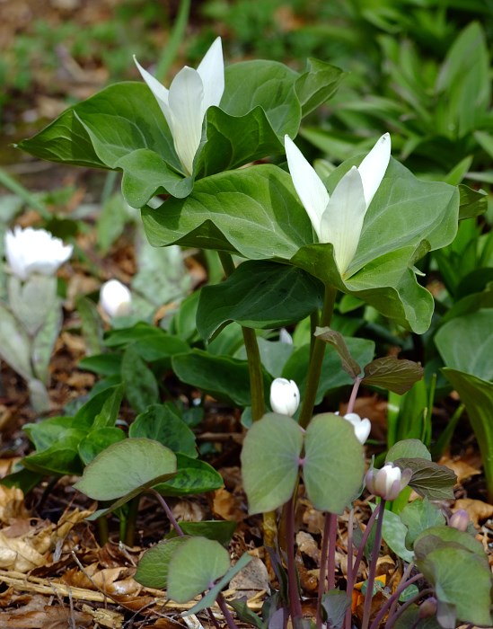 Trillium albidum