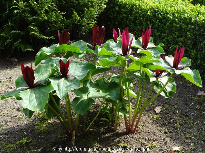 Trillium kurabayashii 2014 April