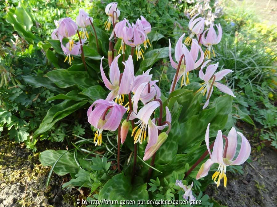 Erythronium revolutum 2014 April