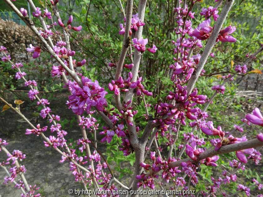 Cercis chinensis Avondale 2014 April