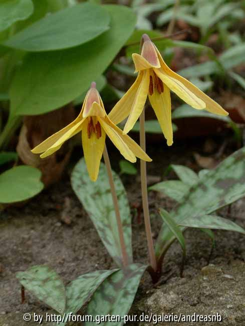 Erythronium americanum - Blüte