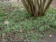 Erythronium americanum