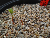 Sassafras albidum Germination April 2014