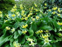 Erythronium Pagoda 2014