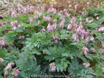 Dicentra Stuart Boothman 2014