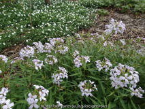 Cardamine bulbifera mit Anemone nemorosa Vestal