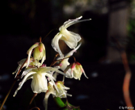 Epimedium grandiflorum