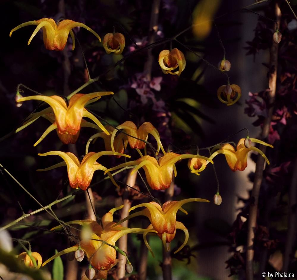 Epimedium Amber Queen 2